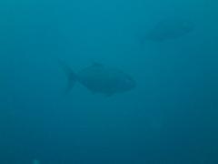 sDSC09002.jpg
